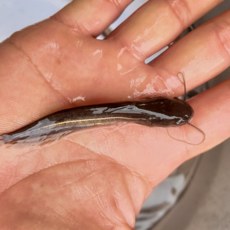 鲶鱼苗南方大口鲶鱼苗胡子鲶鱼苗杂交大口鲶鱼苗