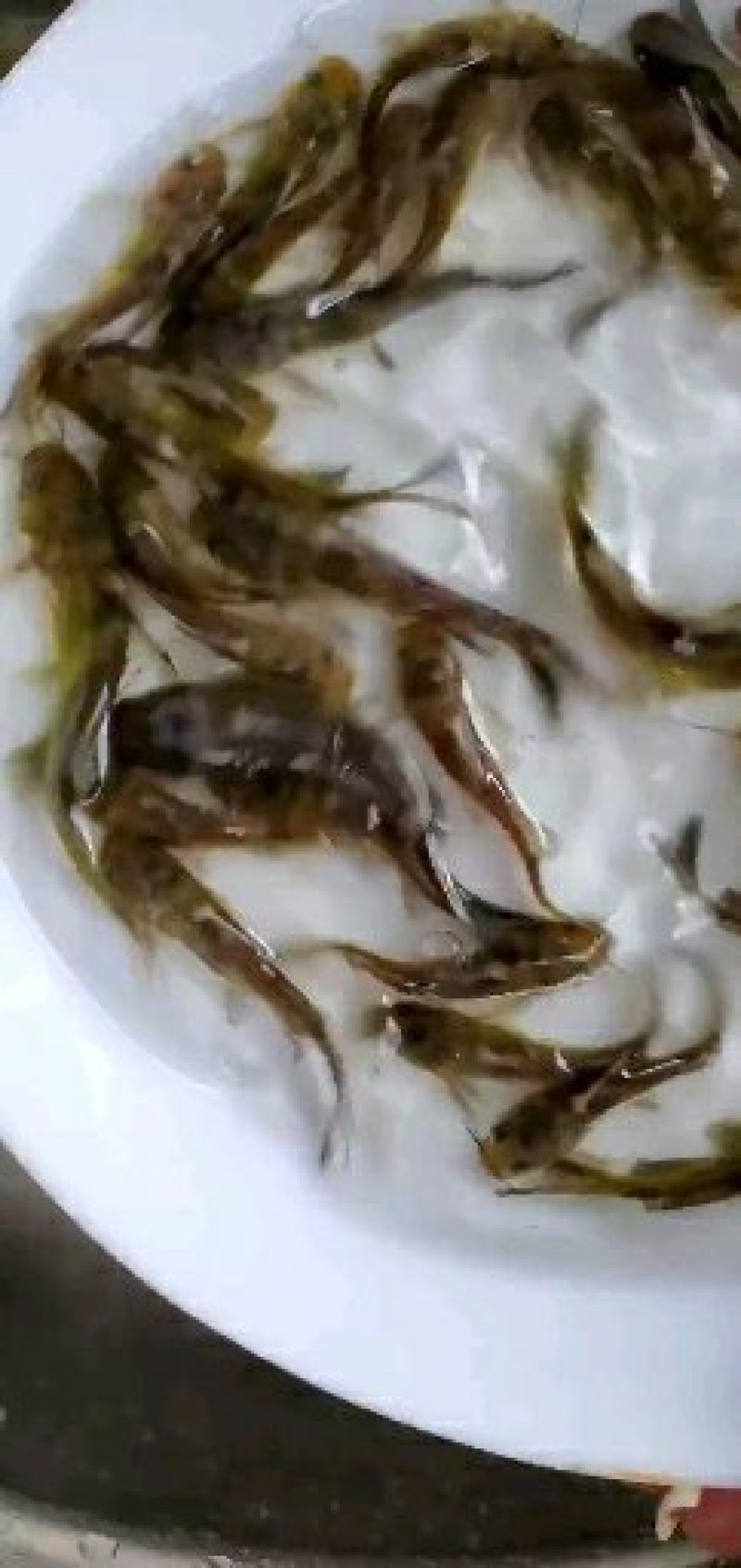 黄骨鱼苗黄颡鱼苗黄蜂角鱼苗全雄黄骨鱼苗杂交黄骨