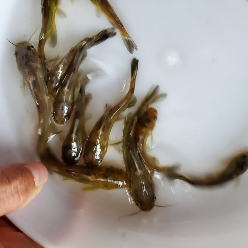 黄骨鱼苗黄颡鱼苗黄蜂角鱼苗全雄黄骨鱼苗杂交黄骨
