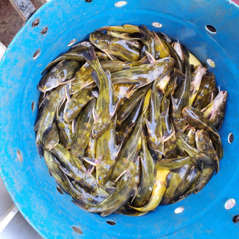 黄骨鱼苗黄颡鱼苗黄蜂角鱼苗全雄黄骨鱼苗杂交黄骨