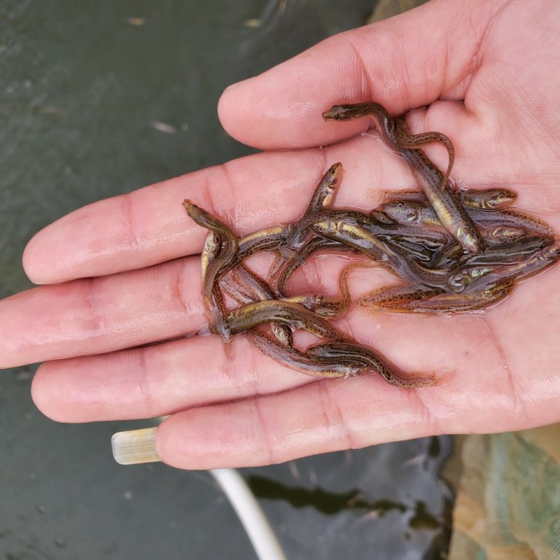 台湾泥鳅鱼苗泥鳅鱼苗大种鳅鱼苗鳅鱼苗