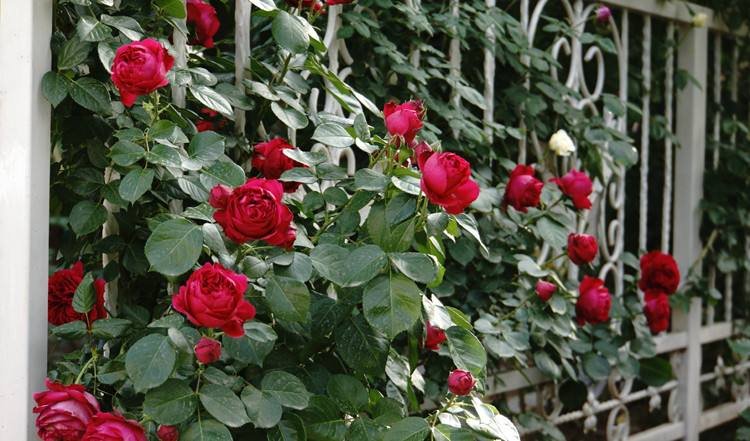 一堵由粉色和白色藤本月季交织而成的盛开花墙,花朵密集簇拥在木质藤蔓上,背景为阳光照射下的庭院围栏,展现出强烈的视觉美感和生命力 藤本月季盛开的花墙