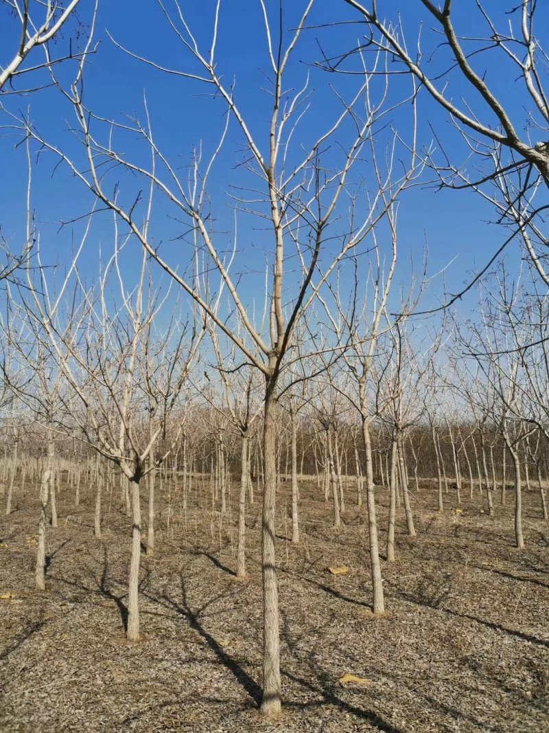 现苗黄檗黄菠萝黄柏树苗规格全价格合理