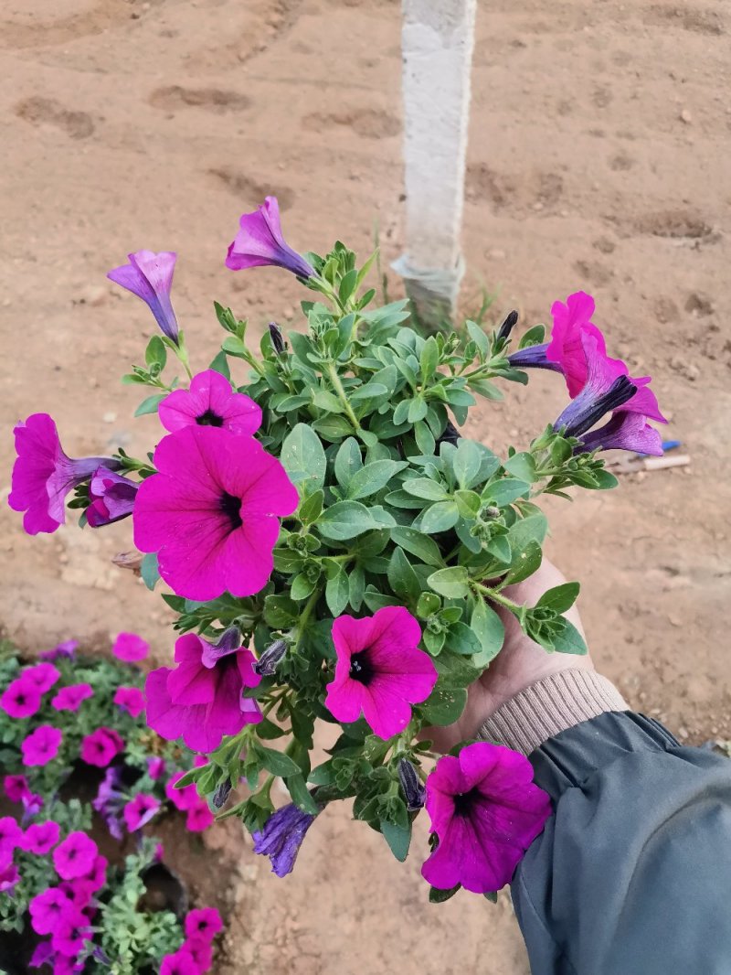 垂吊牵牛花垂钓牵牛牵牛花质量保证欢迎实地看货