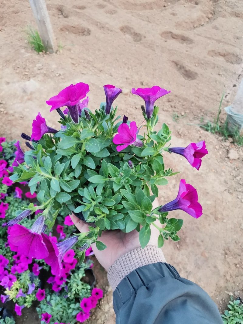 垂吊牵牛花垂钓牵牛牵牛花质量保证欢迎实地看货
