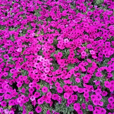 垂吊牵牛花垂钓牵牛牵牛花质量保证欢迎实地看货
