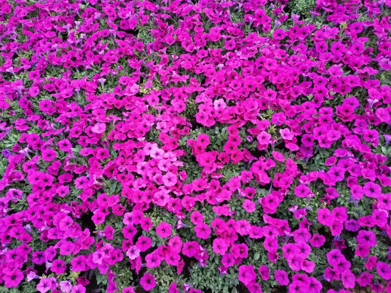 垂吊牵牛花垂钓牵牛牵牛花质量保证欢迎实地看货