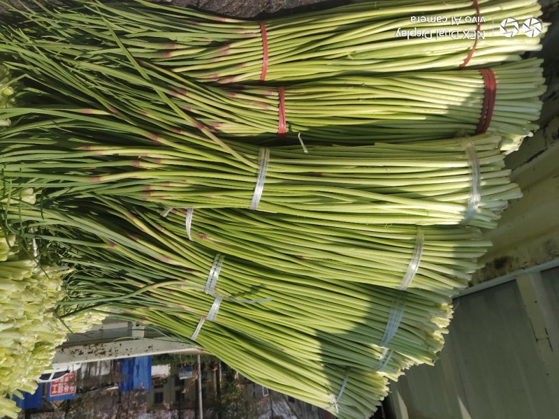 商丘精品红帽蒜薹基地直供代发全国质量保证诚信经营