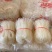 豌豆粉丝火锅粉地摊热卖销售10元三把模式粉丝批发