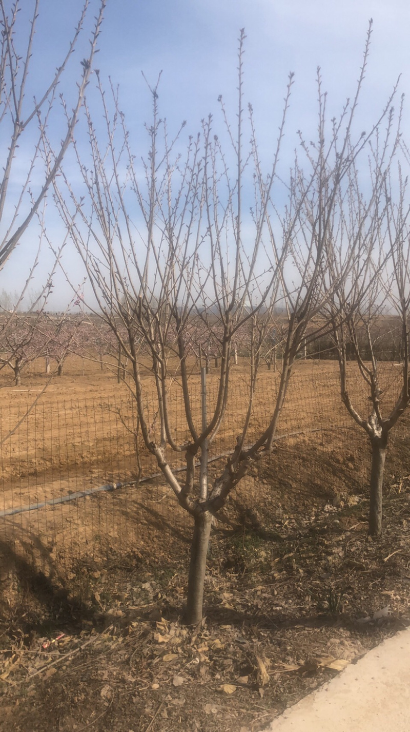 双樱