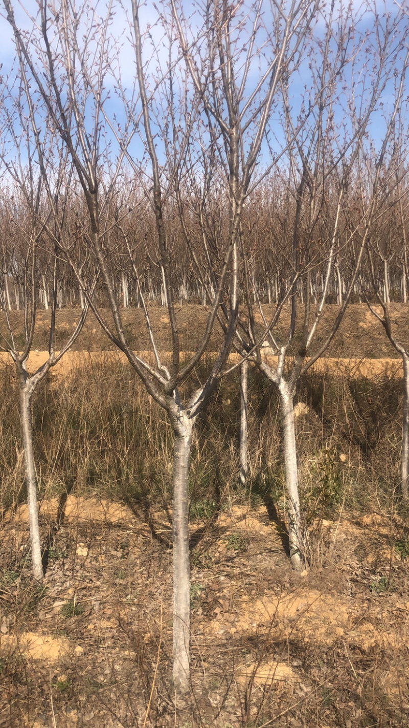 双樱