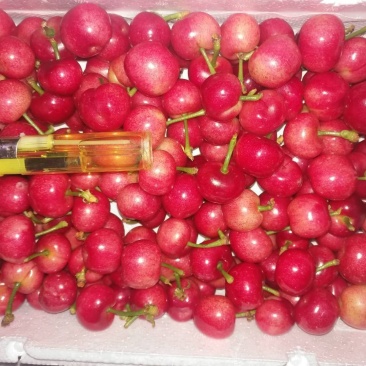 红灯美早先锋黄蜜上市了