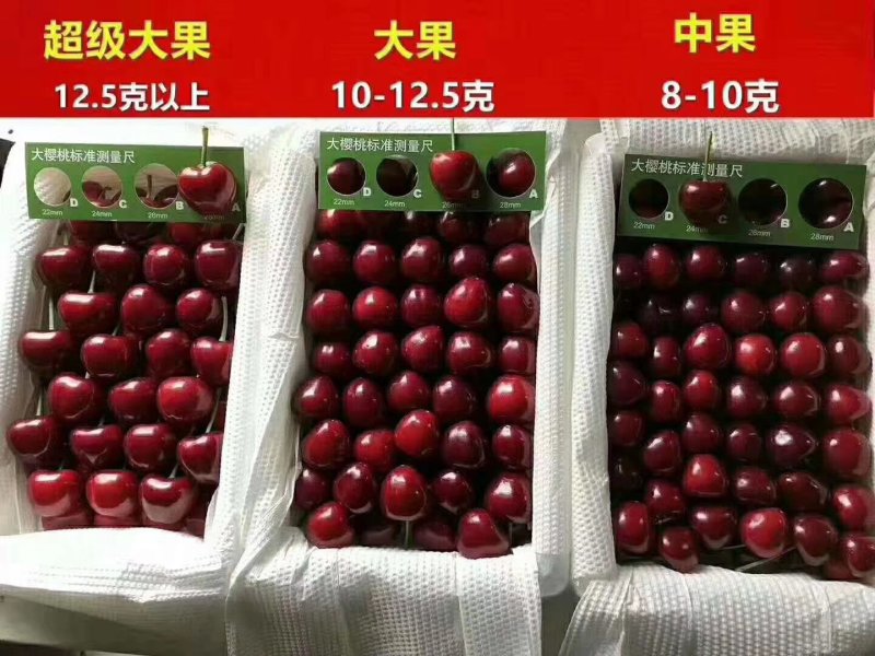 红灯美早先锋黄蜜上市了