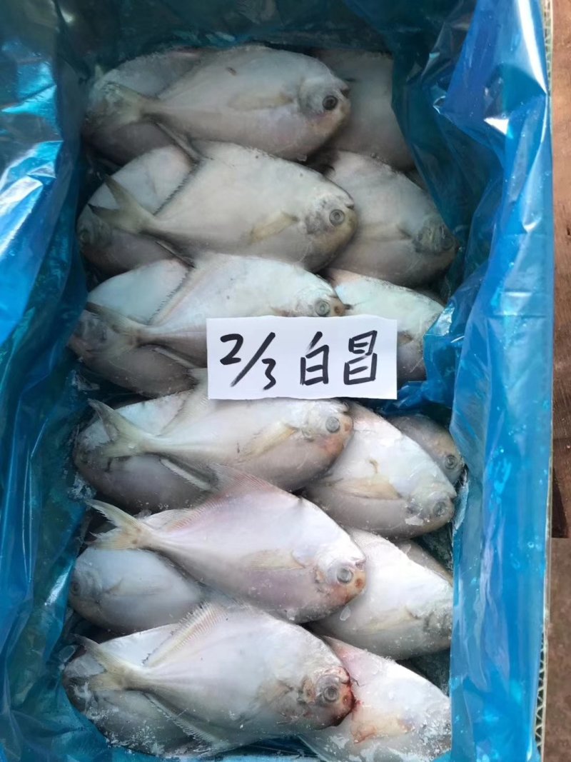 鲳鱼5斤装五斤为一件