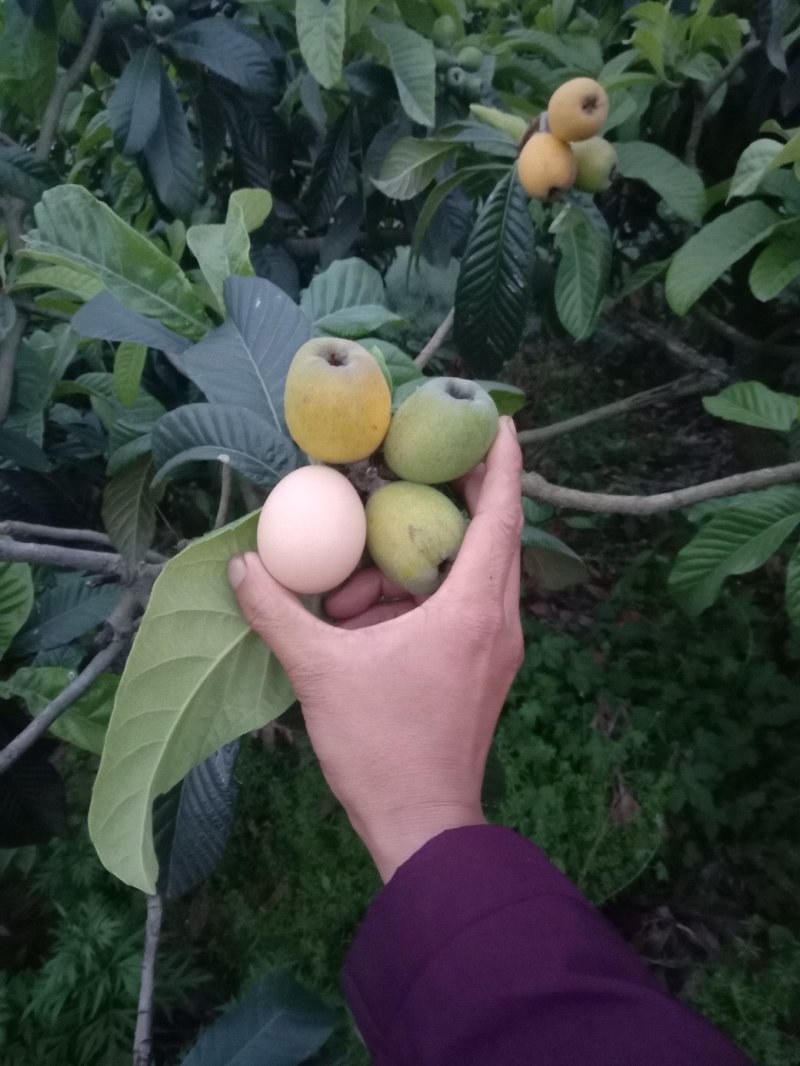 枇杷树苗大五星枇杷树苗