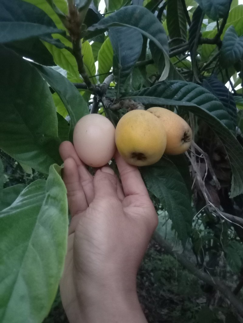 枇杷树苗大五星枇杷树苗