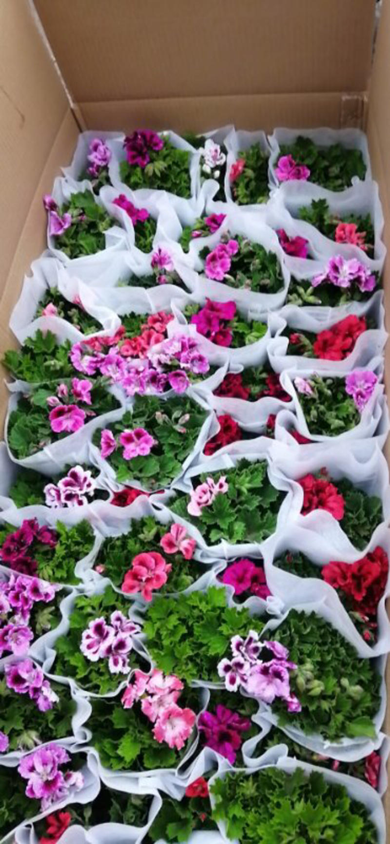 蝴蝶梅，盆花，四季开花，养护简单颜色齐全全国发货售后保证