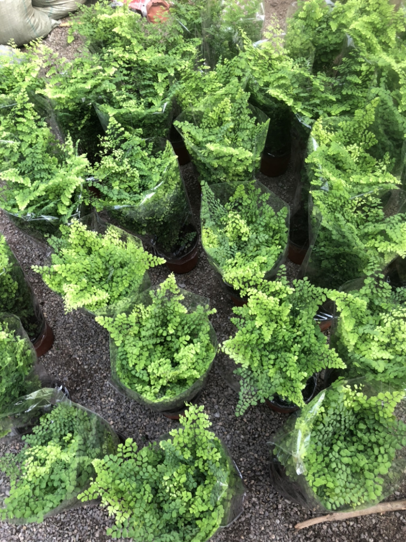 铁线蕨花卉盆景基地直售物美价廉值得信赖欢迎采购