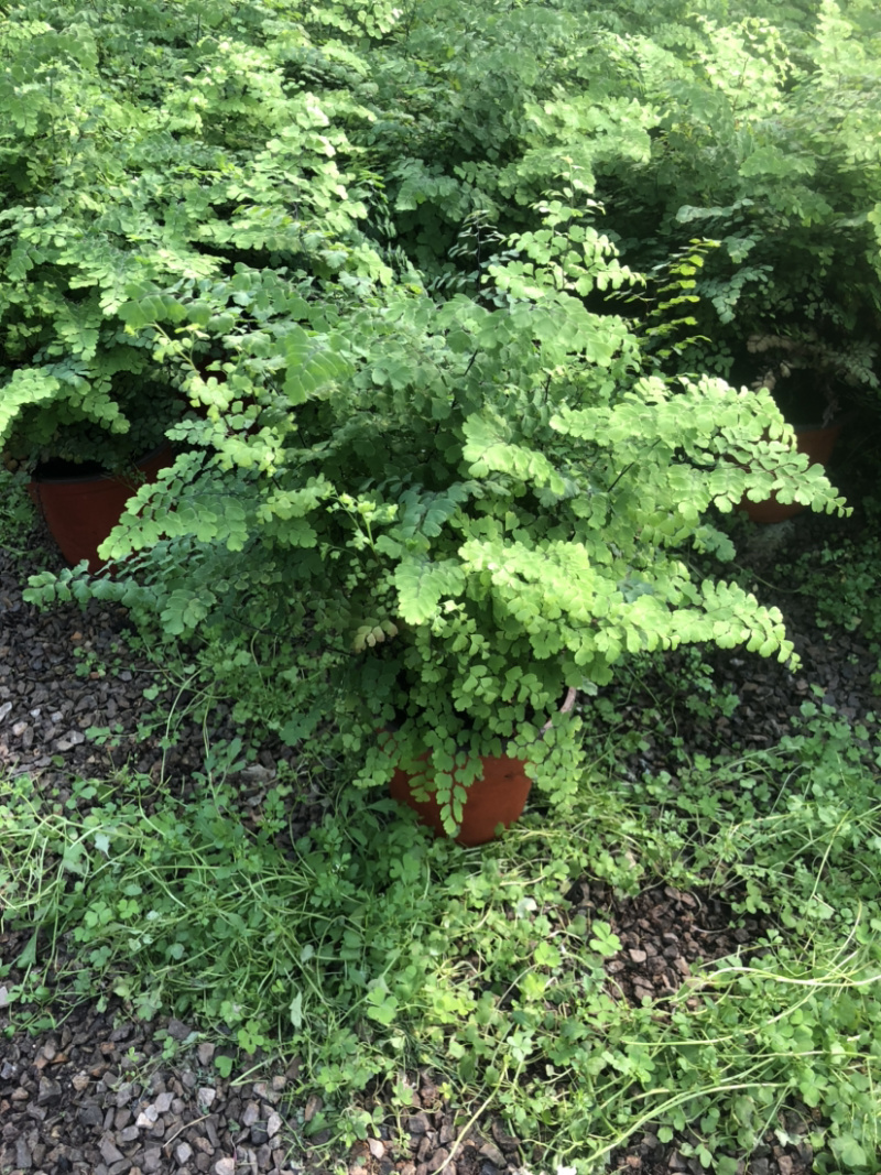 铁线蕨花卉盆景基地直售物美价廉值得信赖欢迎采购