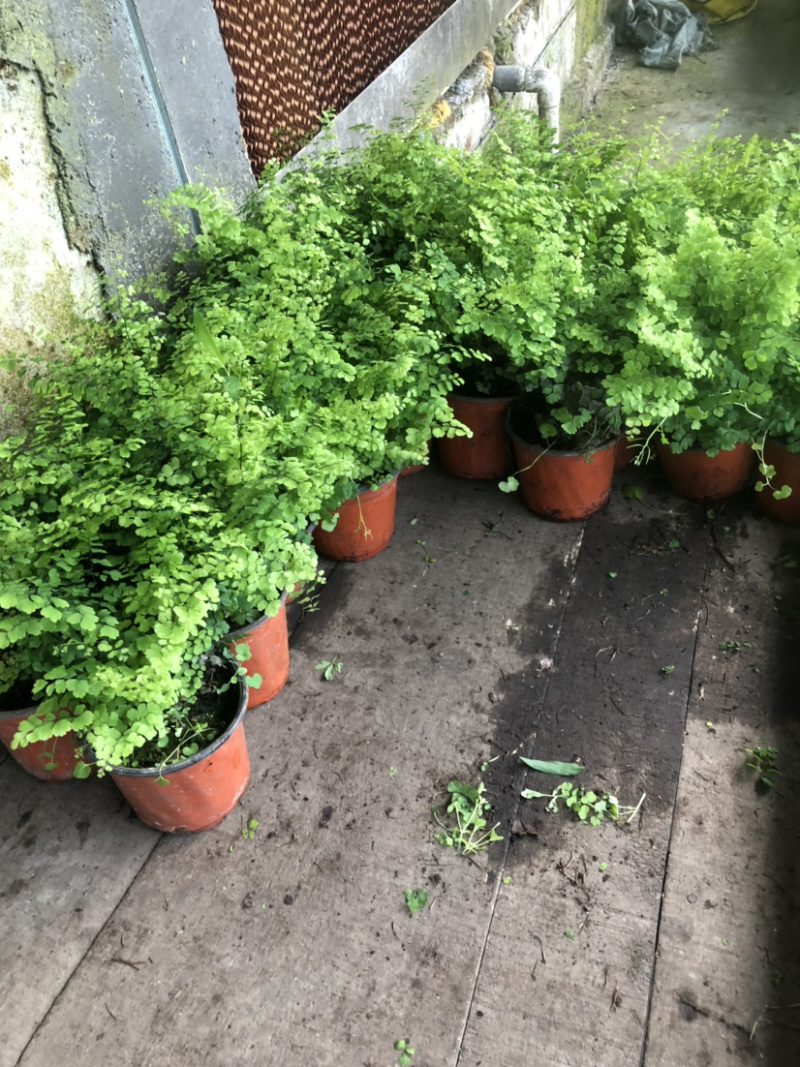 铁线蕨花卉盆景基地直售物美价廉值得信赖欢迎采购