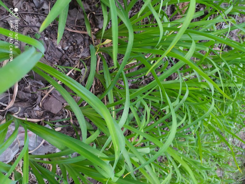 贵州大山农家黄花菜根黄花菜根下单现采