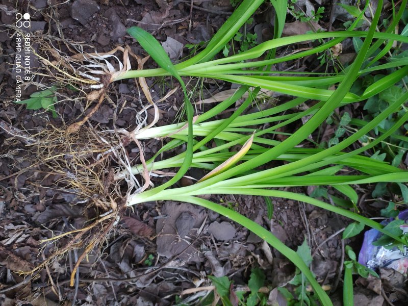 贵州大山农家黄花菜根黄花菜根下单现采