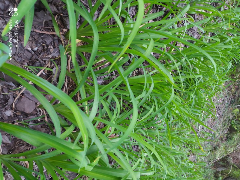 贵州大山农家黄花菜根黄花菜根下单现采