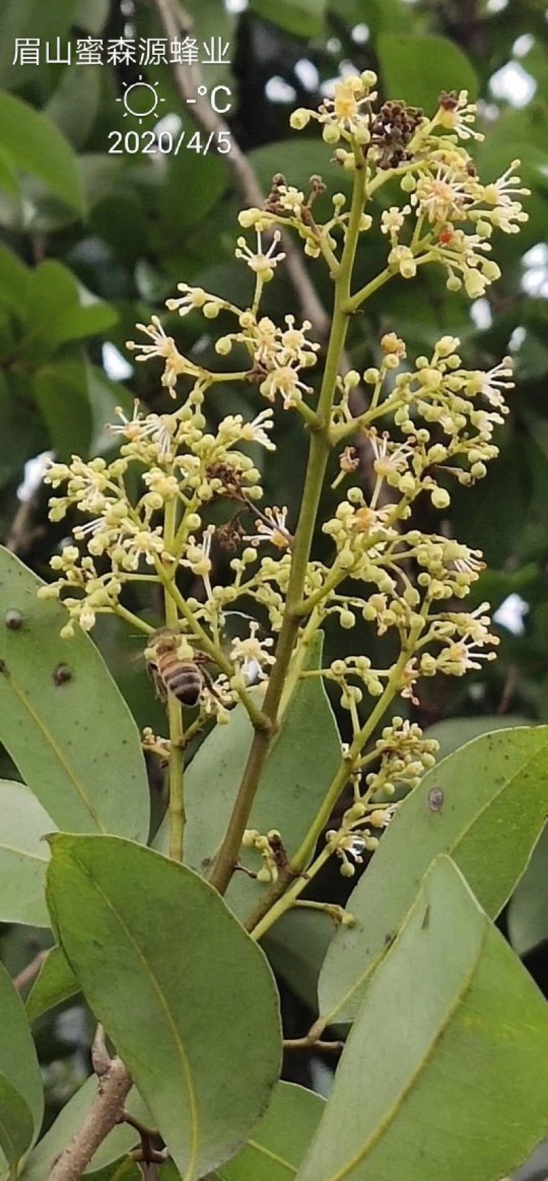 蜂场直供2021年广西荔枝蜜纯正荔枝花蜂蜜荔枝蜂蜜