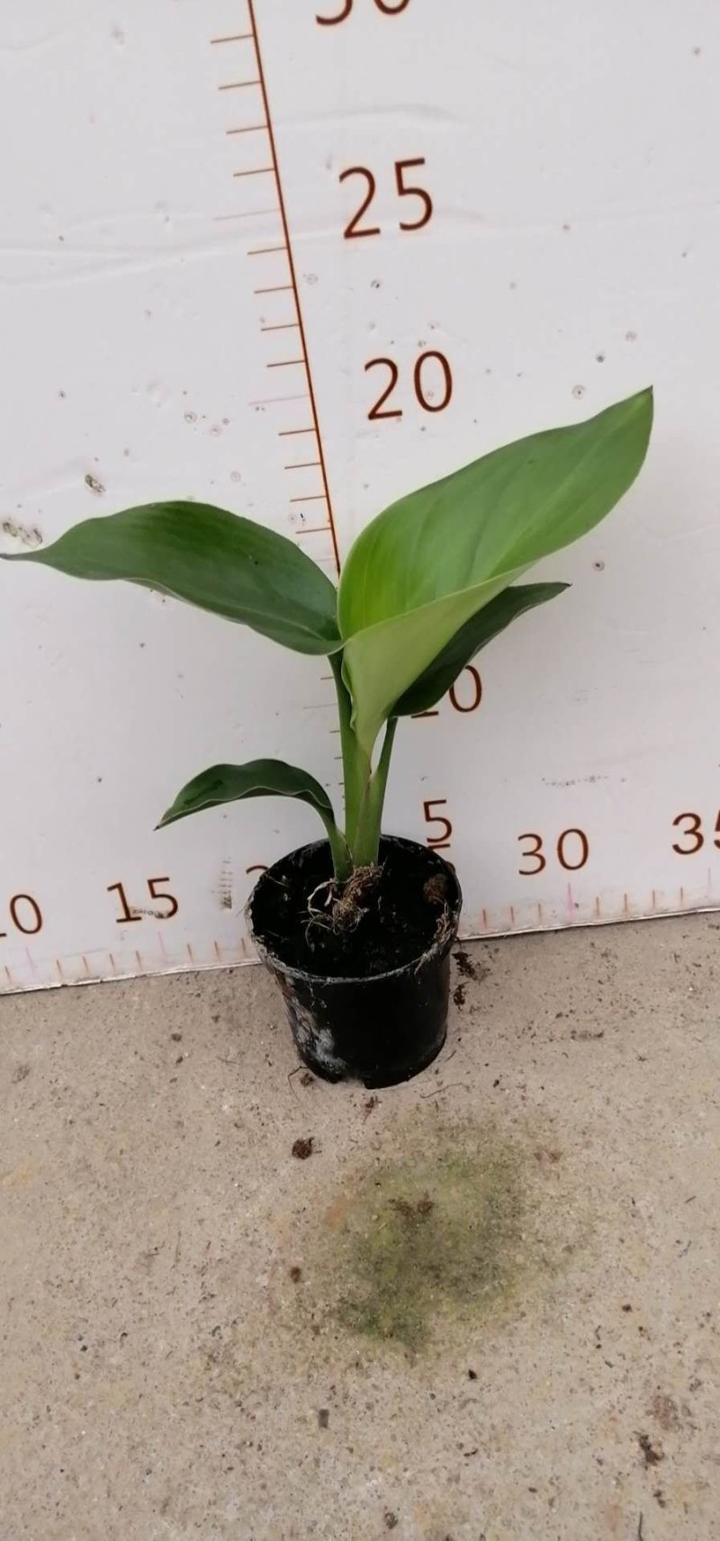 白花天堂鸟80盆小盆栽鹤望兰观叶植物欧式风格