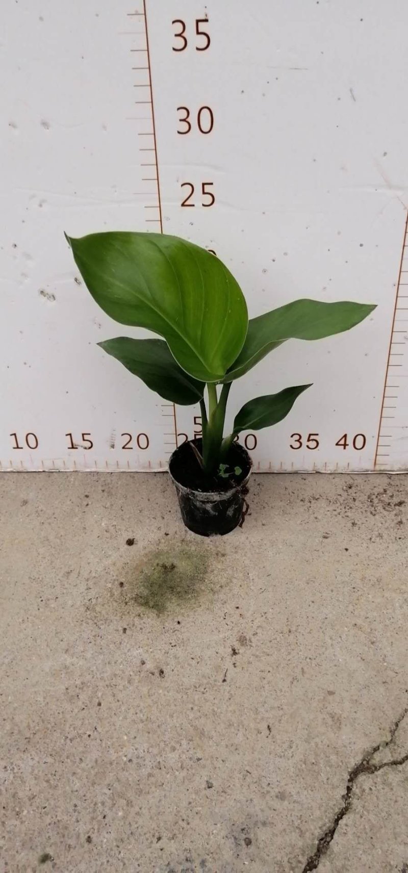 白花天堂鸟80盆小盆栽鹤望兰观叶植物欧式风格