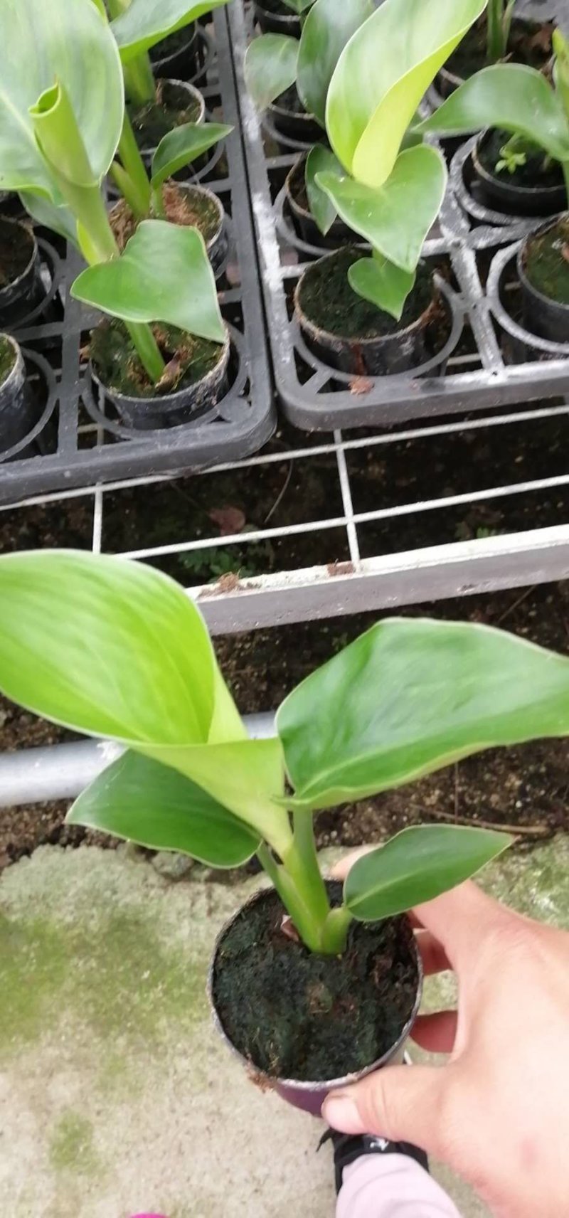 白花天堂鸟80盆小盆栽鹤望兰观叶植物欧式风格