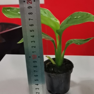 白花天堂鸟80盆小盆栽鹤望兰观叶植物欧式风格