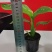 白花天堂鸟80盆小盆栽鹤望兰观叶植物欧式风格