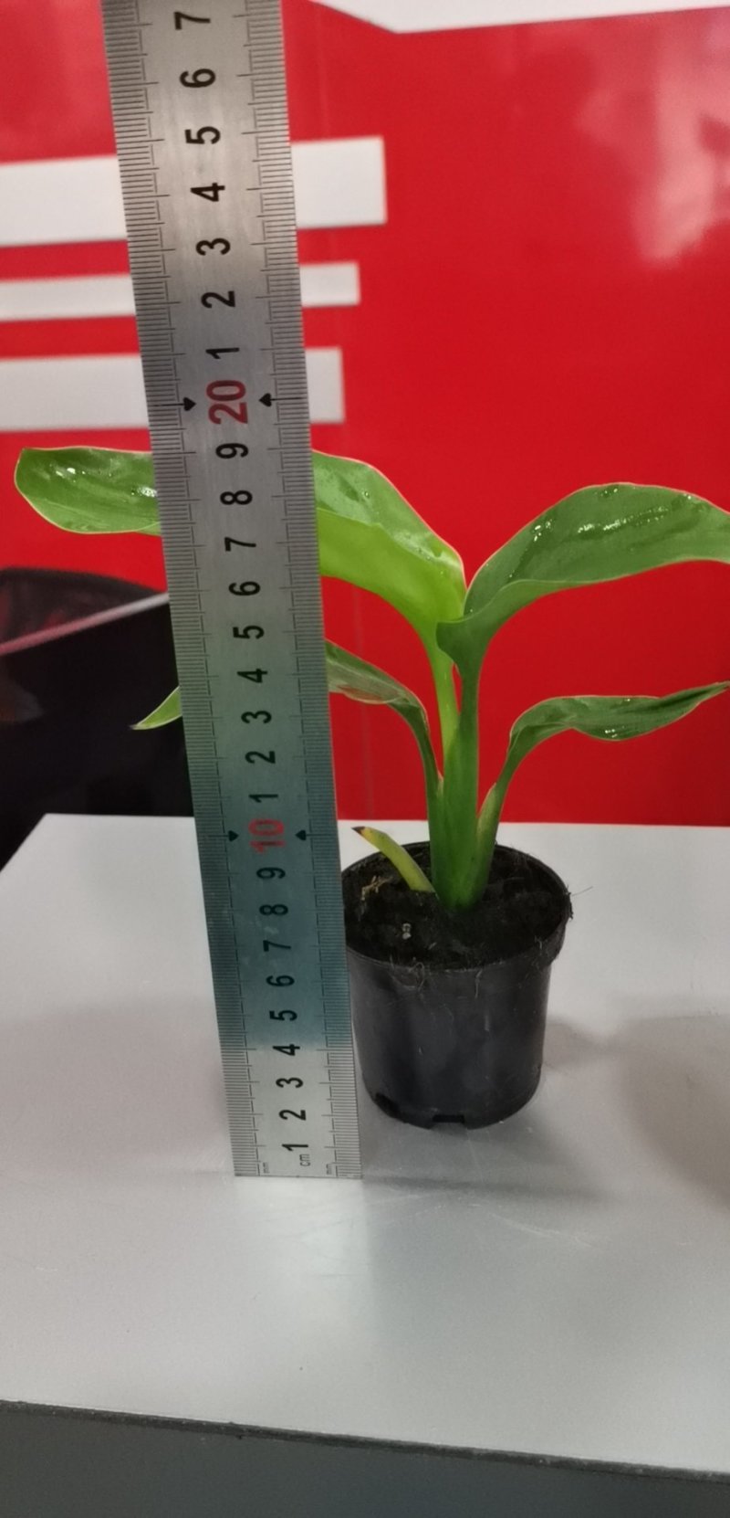 白花天堂鸟80盆小盆栽鹤望兰观叶植物欧式风格