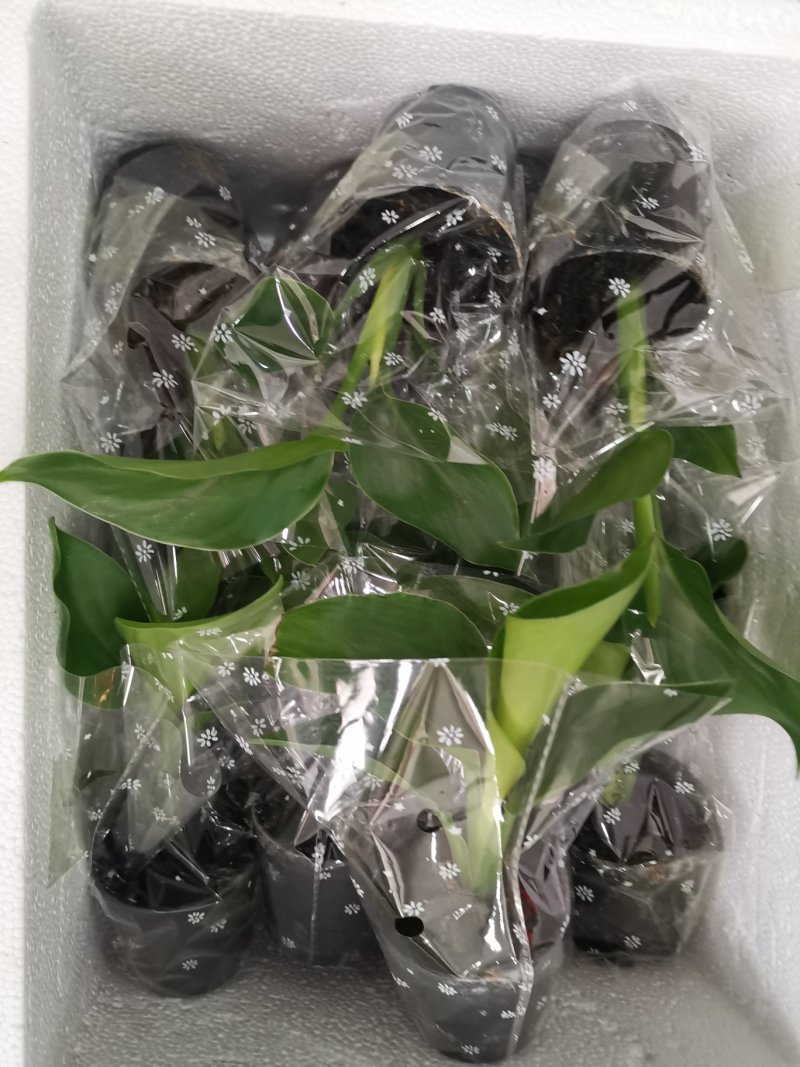 白花天堂鸟80盆小盆栽鹤望兰观叶植物欧式风格