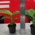 白花天堂鸟80盆小盆栽鹤望兰观叶植物欧式风格