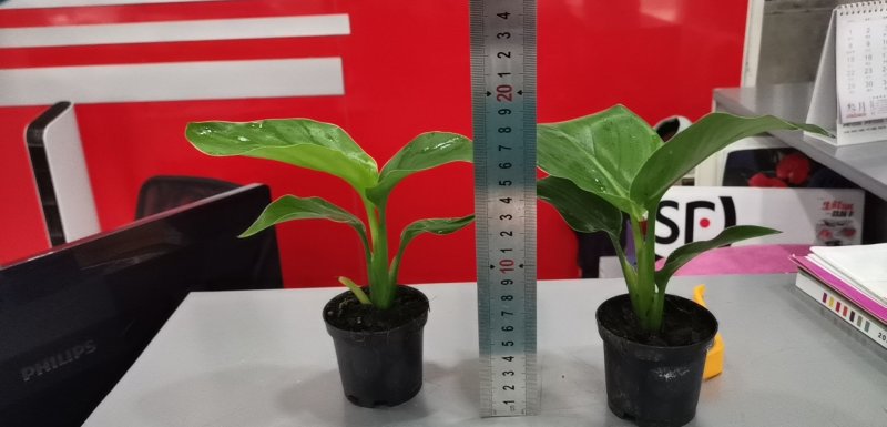 白花天堂鸟80盆小盆栽鹤望兰观叶植物欧式风格