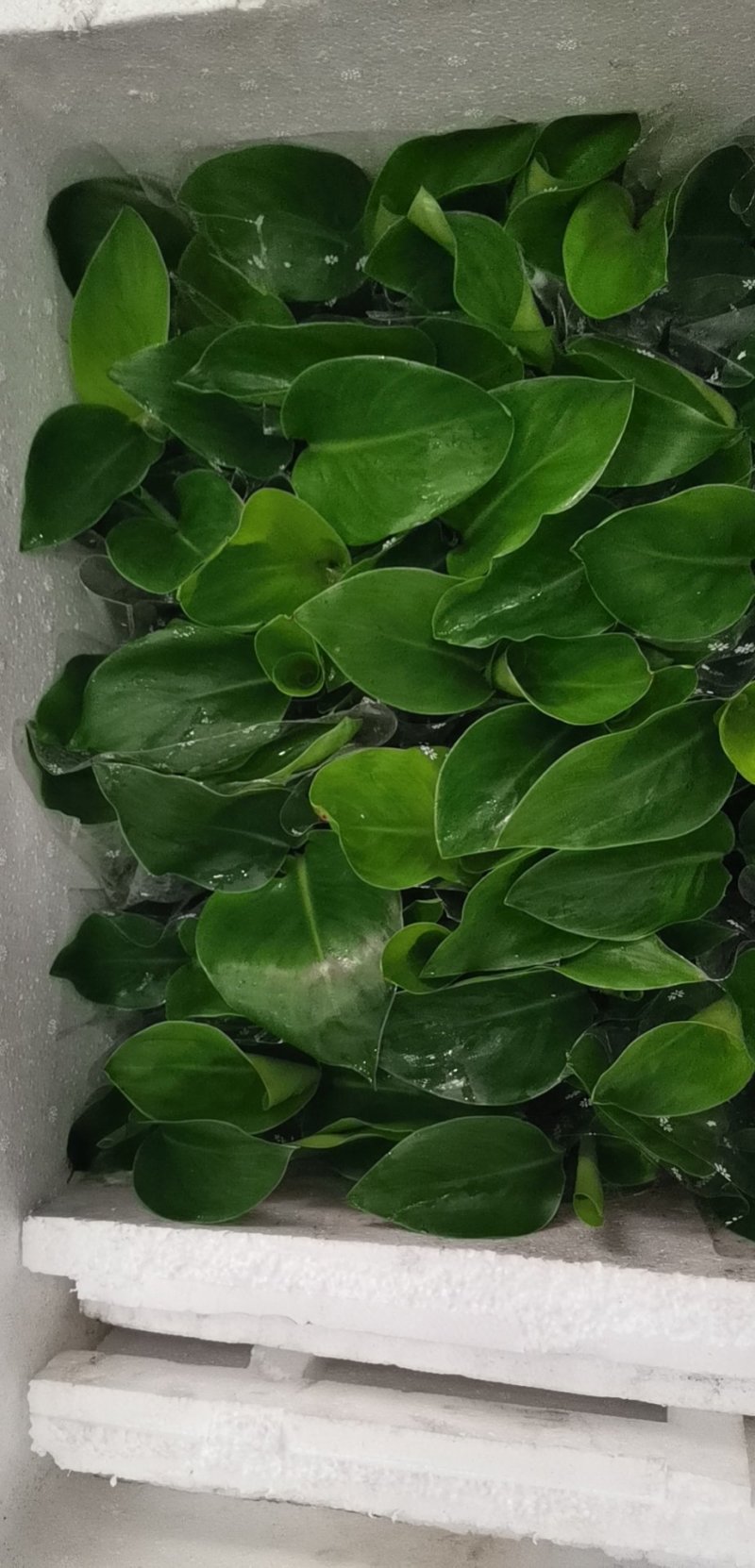 白花天堂鸟80盆小盆栽鹤望兰观叶植物欧式风格