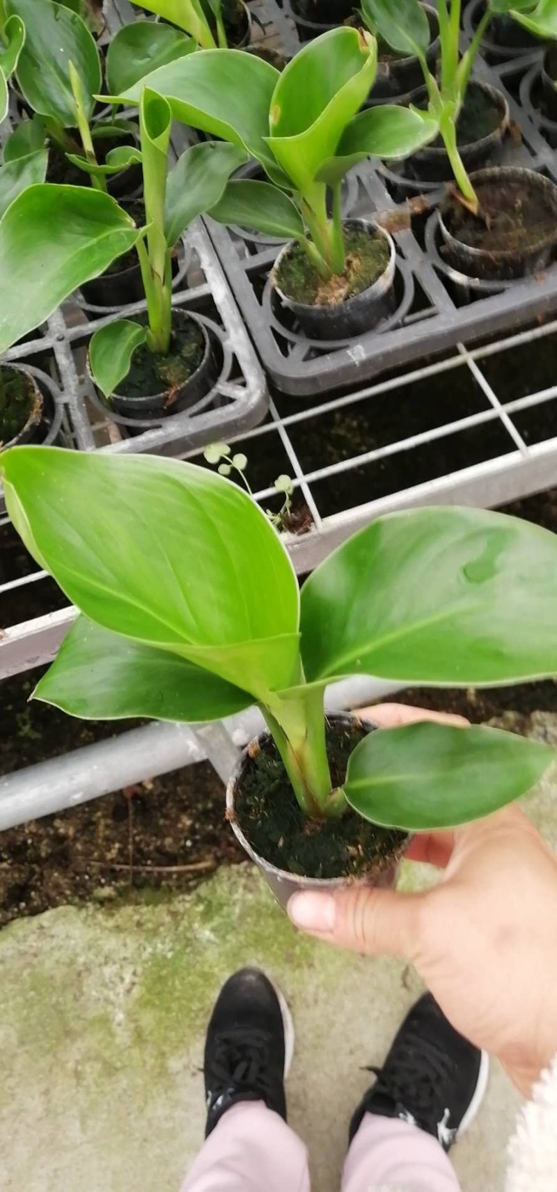 白花天堂鸟80盆小盆栽鹤望兰观叶植物欧式风格