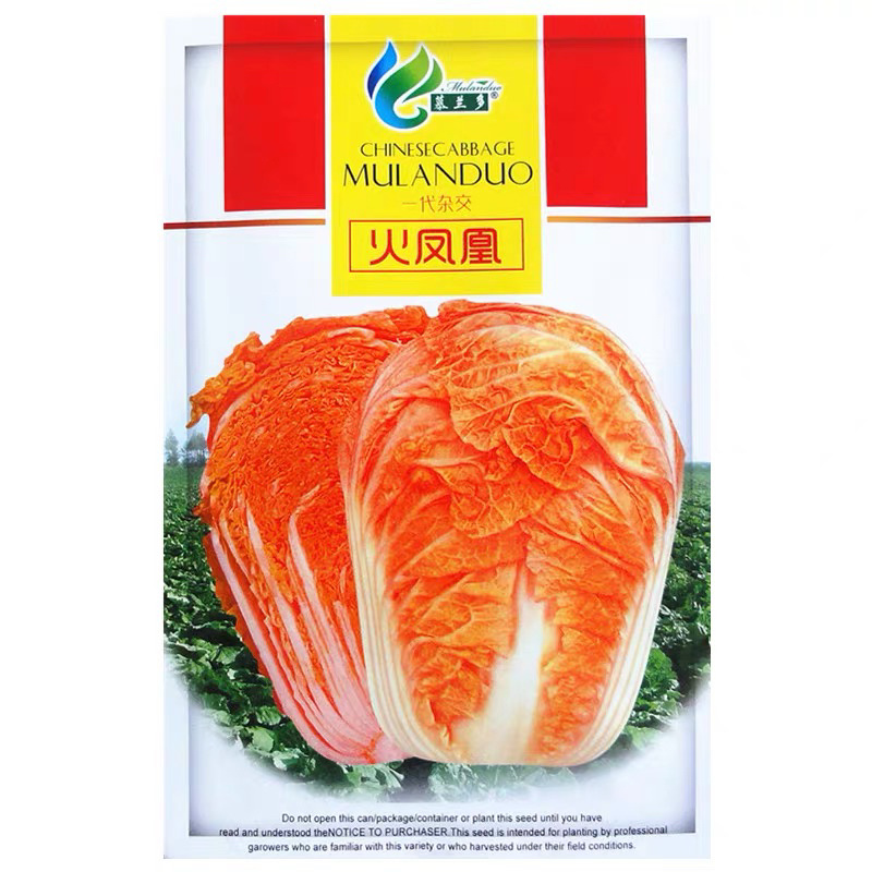 【牛商推荐】种子火凤凰大白菜种子抗病高产高钙蔬菜种子