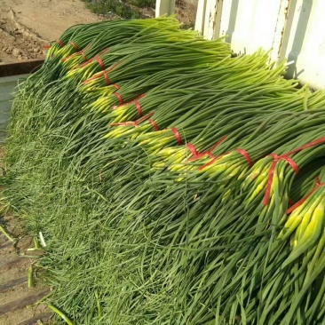 蒜薹