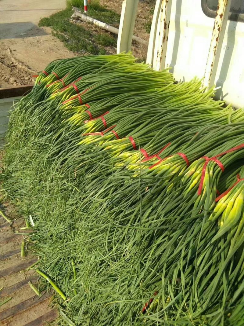 蒜薹