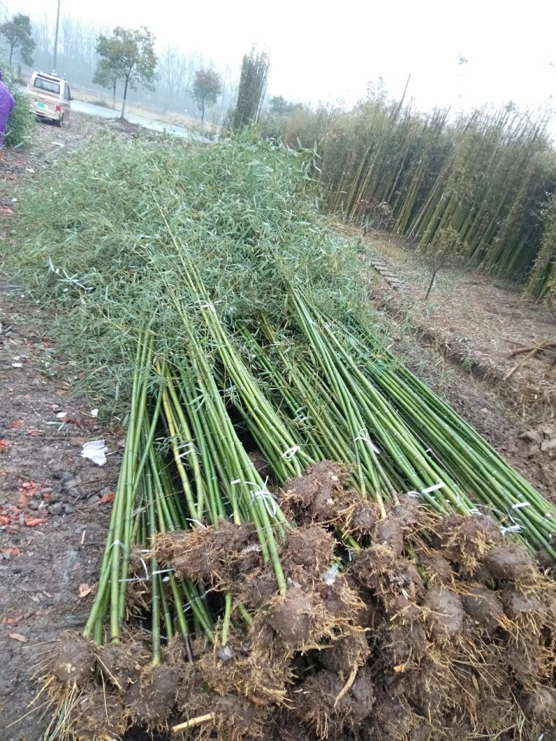 雷竹精品竹苗批发产地，海量现货，欢迎订购！！成活率高！