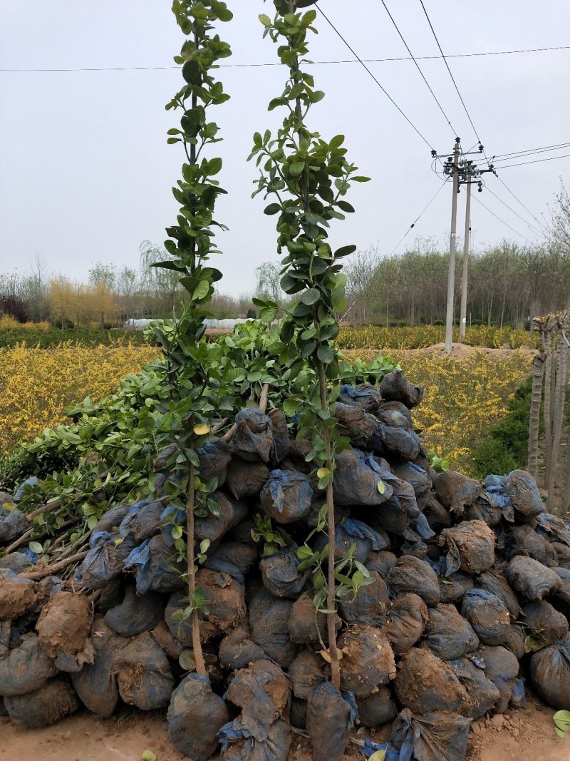 北海道黄杨：乔灌木类常绿类苗木，绿化工程苗木