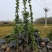 北海道黄杨：乔灌木类常绿类苗木，绿化工程苗木