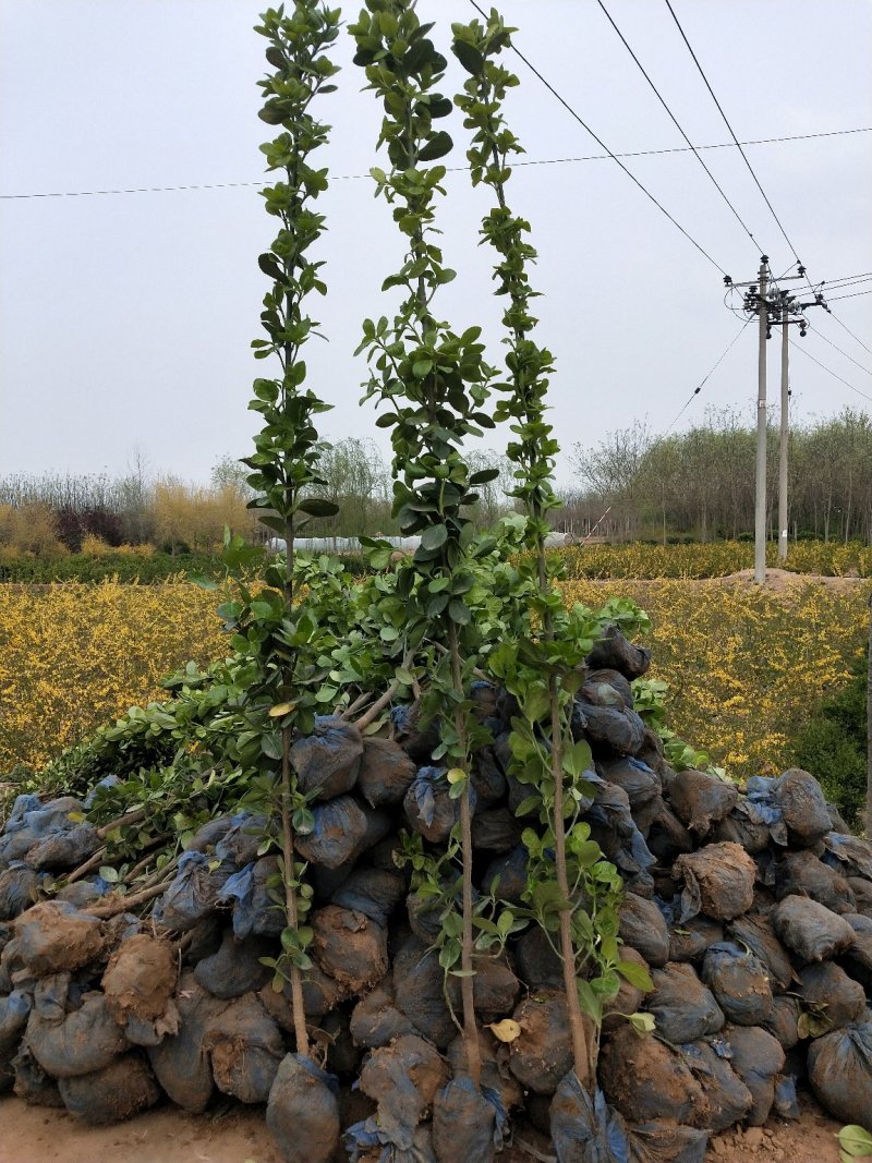 北海道黄杨：乔灌木类常绿类苗木，绿化工程苗木