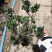毛娟夏娟冠幅20到30厘米高度30到50产地货源