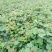 猕猴桃嫁接苗（湖南邵阳隆回）品种红阳红心徐香翠绿