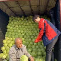 德州精品甘蓝个头均匀颜色绿，8398品种，微宣