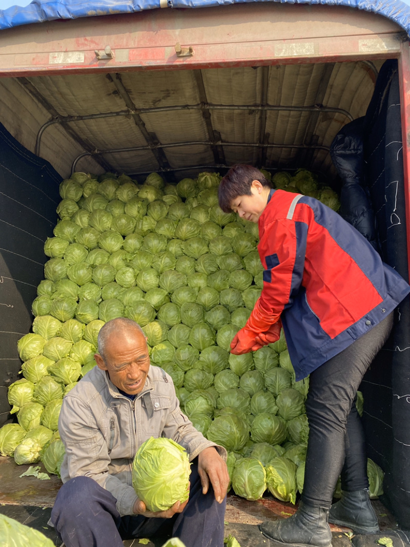德州精品甘蓝个头均匀颜色绿，8398品种，微宣